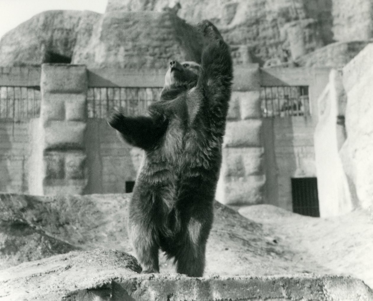 Niedźwiedź brunatny stoi wyprostowany na tylnych łapach, sięgając ku niebu, tarasy Mappina, londyńskie zoo, sierpień 1921 r. autorstwa Frederick William Bond