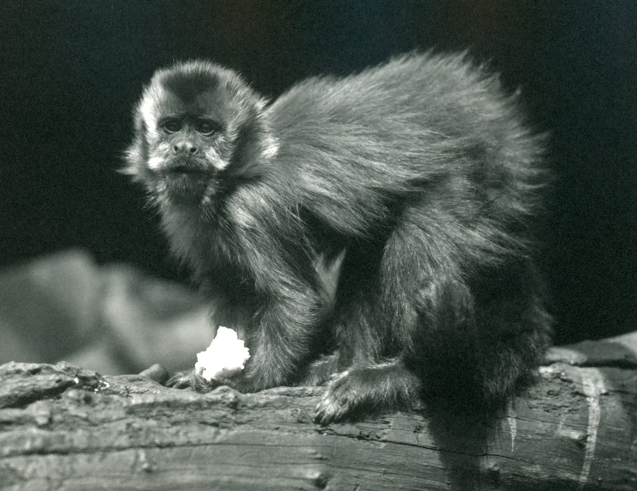 Kapucyn brązowy lub czubaty w londyńskim zoo, lipiec 1914 r autorstwa Frederick William Bond