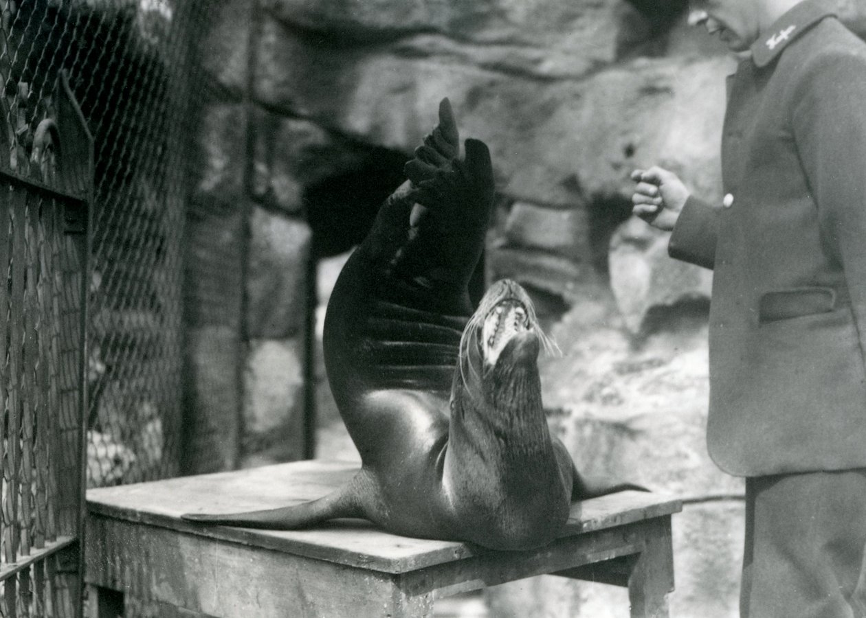 California Sea Lion występuje dla swojego opiekuna w londyńskim zoo, lipiec 1921 r. autorstwa Frederick William Bond