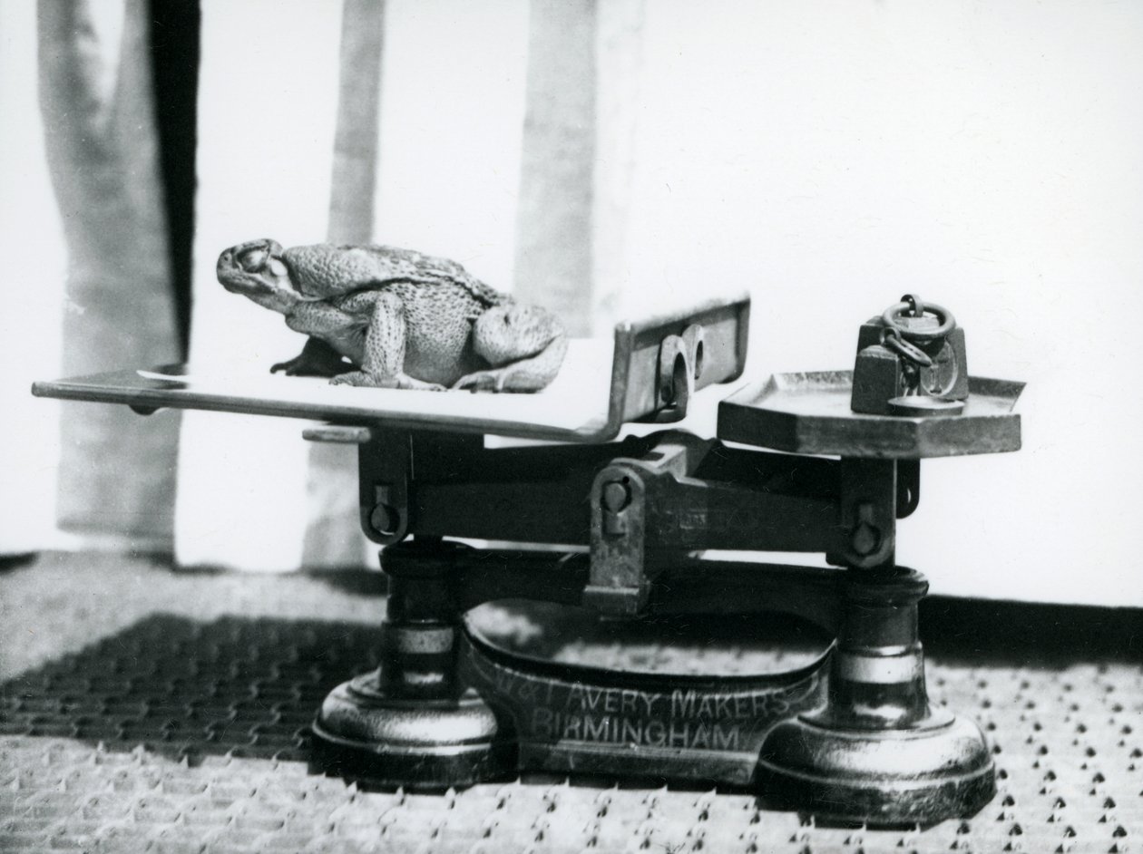 Ropucha trzcinowa siedząca na wadze do zważenia w londyńskim zoo, 1923 (mc. zdjęcie) autorstwa Frederick William Bond
