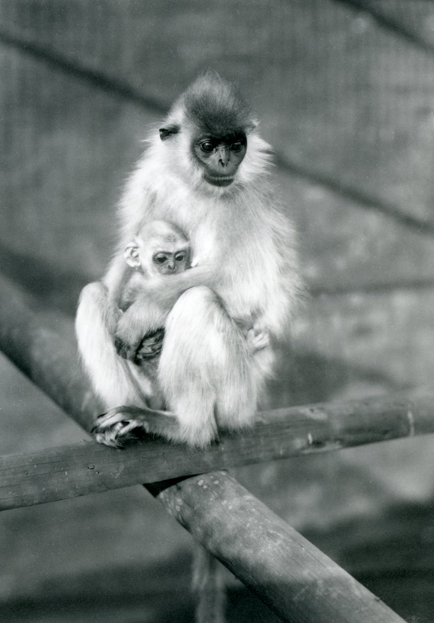 Langur czapkowany trzymający dziecko siedząc na belce, londyńskie zoo, 11 listopada 1913 autorstwa Frederick William Bond