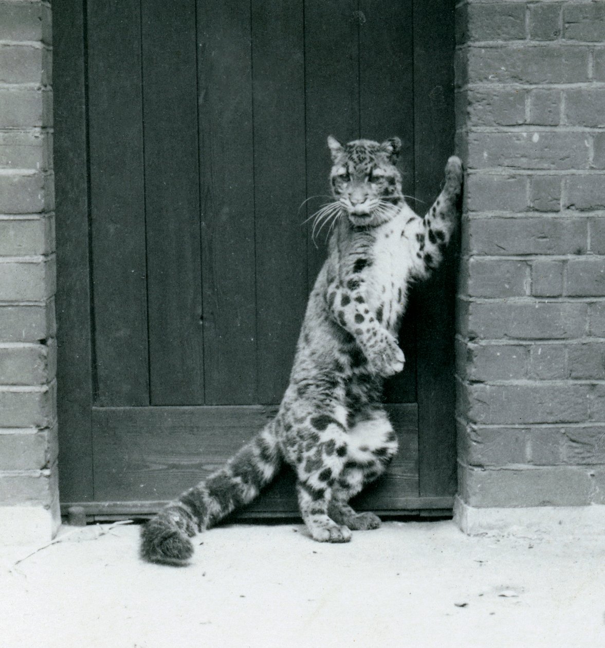Clouded Leopard stoi na tylnych łapach, leżąc w drzwiach, londyńskie zoo, 1922 (bw photo) autorstwa Frederick William Bond