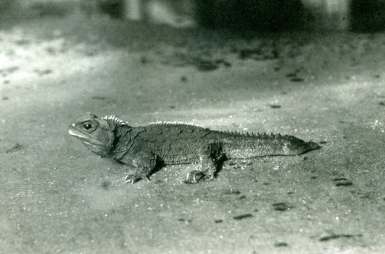 Cieśnina Cooka lub Northern Tuatara w londyńskim zoo, ok. 1923 (bw zdjęcie) autorstwa Frederick William Bond
