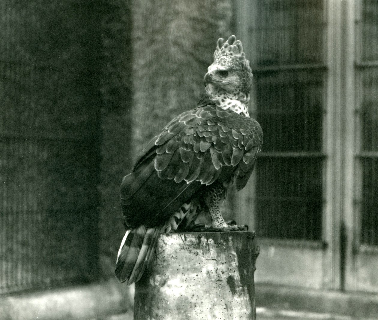 Orzeł w koronie w londyńskim zoo, czerwiec 1922 r. autorstwa Frederick William Bond