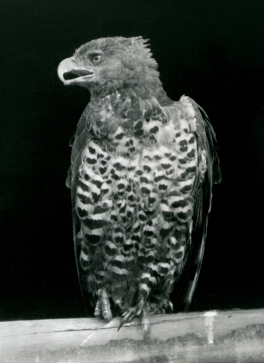 Orzeł w koronie siedzący w londyńskim zoo, listopad 1923 r. (fot. bw) autorstwa Frederick William Bond