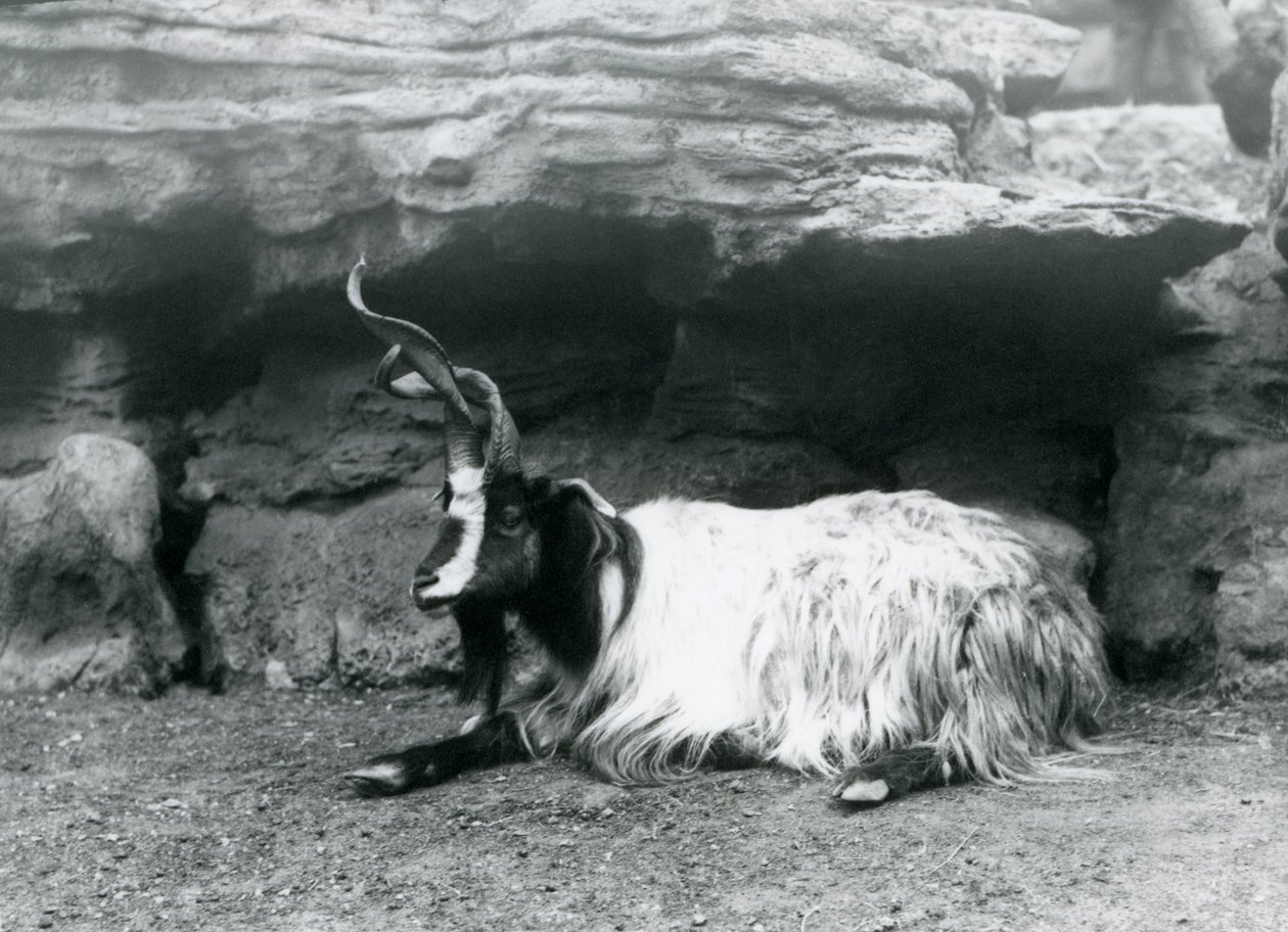 Koza z kręconymi rogami w londyńskim zoo, czerwiec 1922 r. autorstwa Frederick William Bond