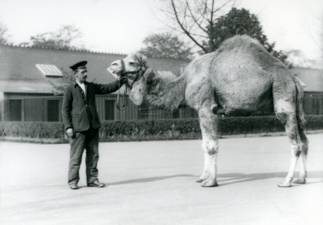 Dromader lub wielbłąd arabski z opiekunem W. Styles w londyńskim zoo w 1923 r. (zdjęcie bw) autorstwa Frederick William Bond