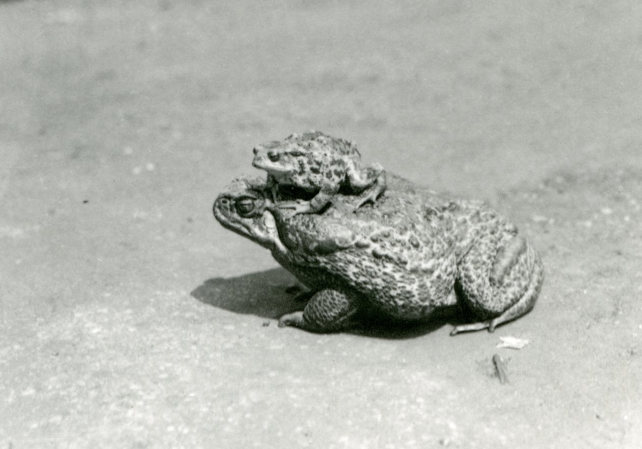 Ropucha europejska siedząca na olbrzymiej drodze morskiej z trzciny cukrowej, londyńskie zoo, sierpień 1923 (zdjęcie czarno-białe) autorstwa Frederick William Bond