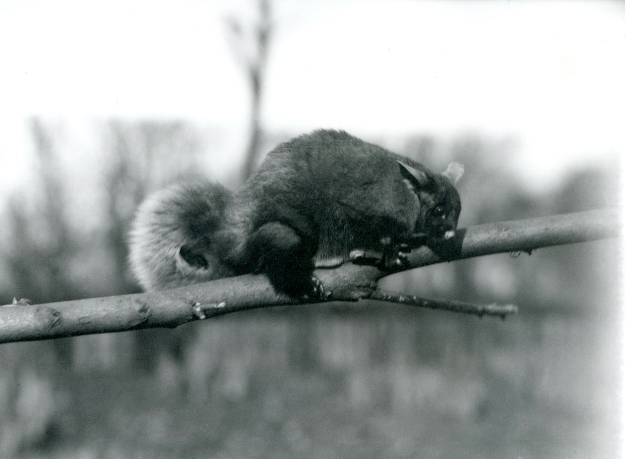 Flying Phalanger na gałęzi w londyńskim zoo, luty 1922 r. autorstwa Frederick William Bond