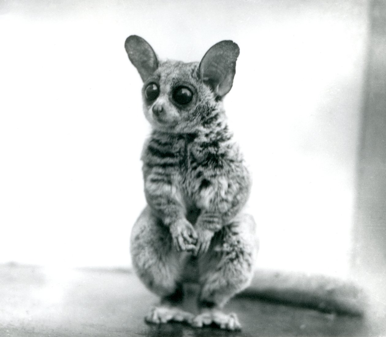 Galago moholi lub Mohol bushbaby w londyńskim zoo, 12 września 1913 r. autorstwa Frederick William Bond