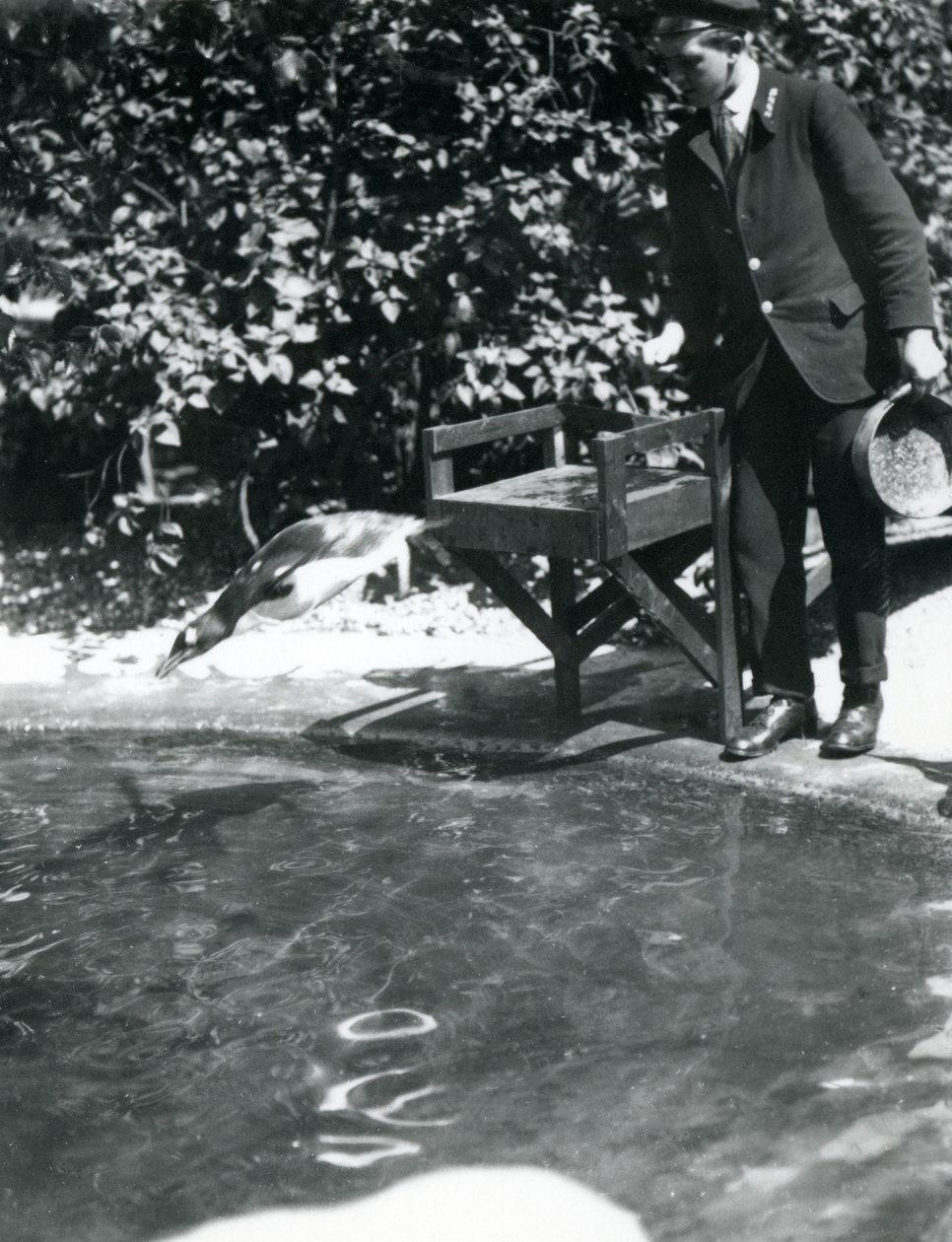 Gentoo Penguin nurkuje po rybie, którą właściciel właśnie wrzucił do swojego basenu, londyńskie zoo, czerwiec 1914 autorstwa Frederick William Bond