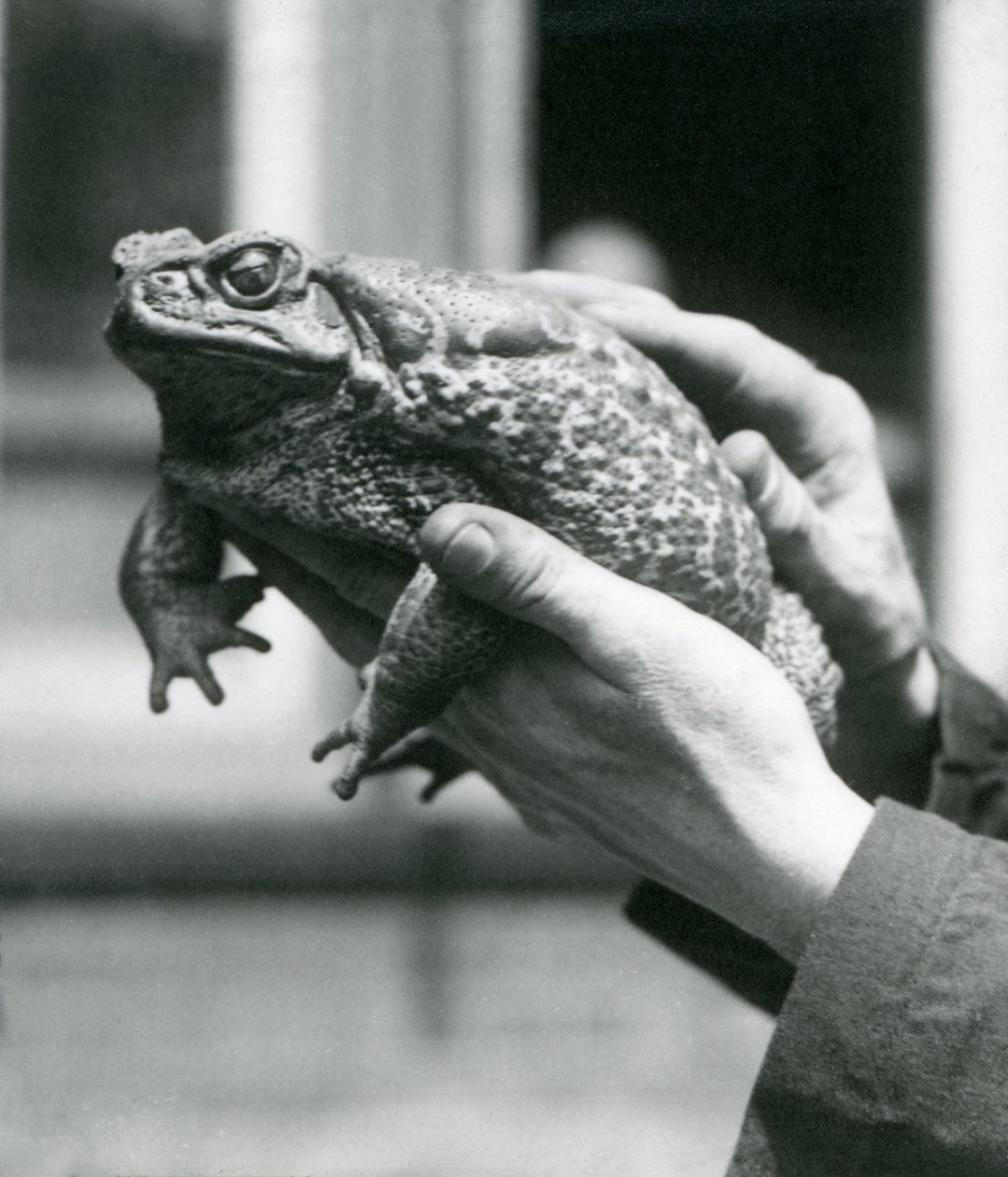 GiantCaneMarine Toad trzymana w rękach opiekunów, Londyńskie Zoo, sierpień 1923 (mc zdjęcie) autorstwa Frederick William Bond