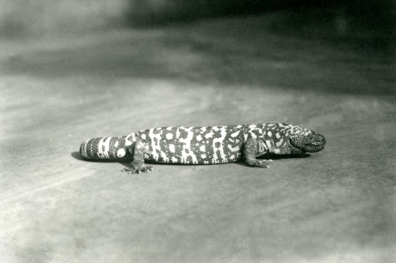 Gila Monster w londyńskim zoo, wrzesień 1923 (fot. bw) autorstwa Frederick William Bond