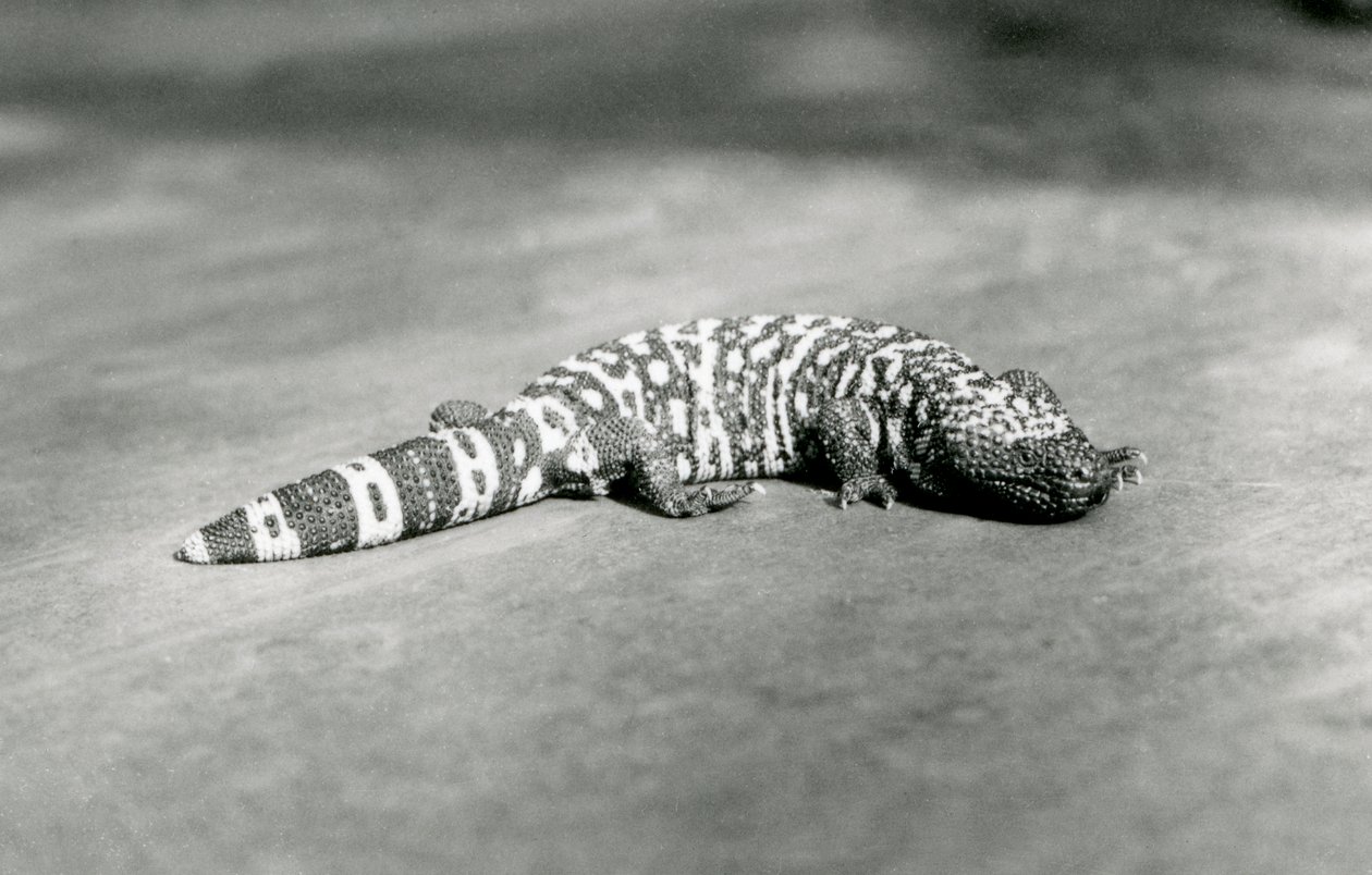 Gila Monster w londyńskim zoo, wrzesień 1923 (fot. bw) autorstwa Frederick William Bond