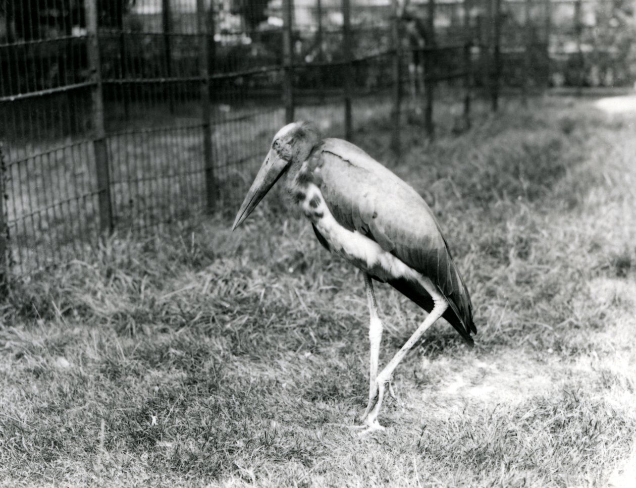 Adiutant jawajski, stojący w londyńskim zoo, wrzesień 1923 (fot. bw) autorstwa Frederick William Bond