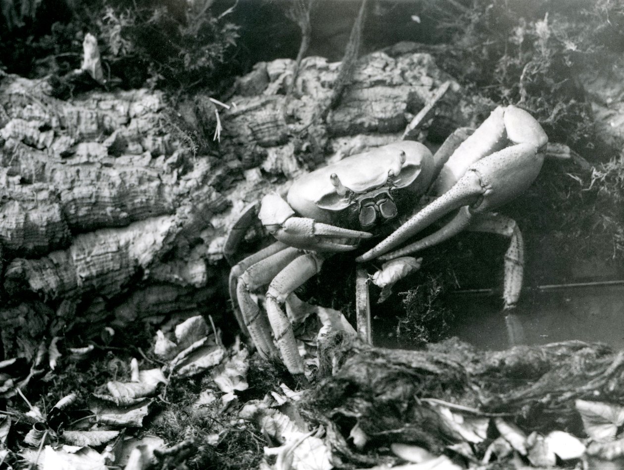 Krab lądowy w londyńskim zoo, maj 1922 r. autorstwa Frederick William Bond