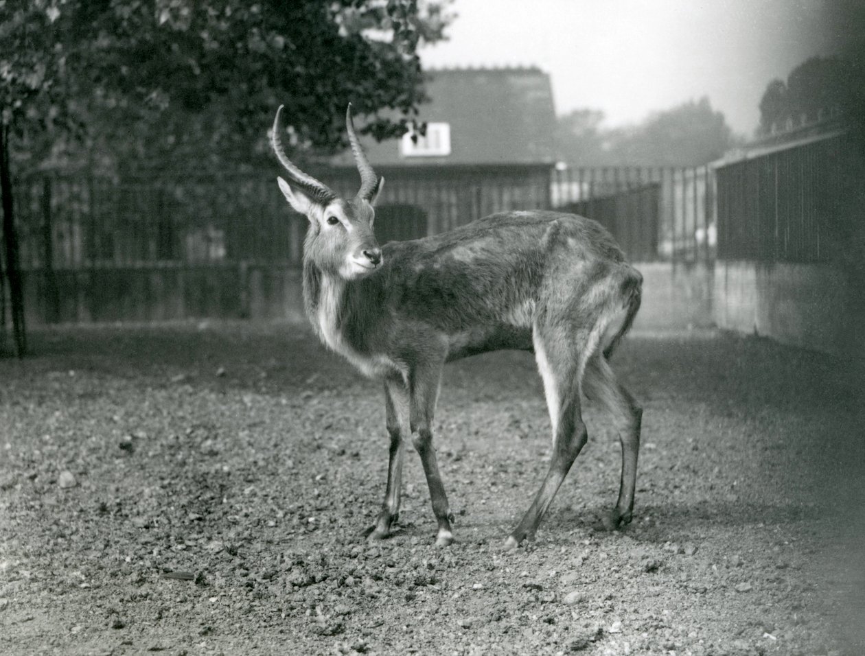 Lechwe w londyńskim zoo, wrzesień 1921 autorstwa Frederick William Bond