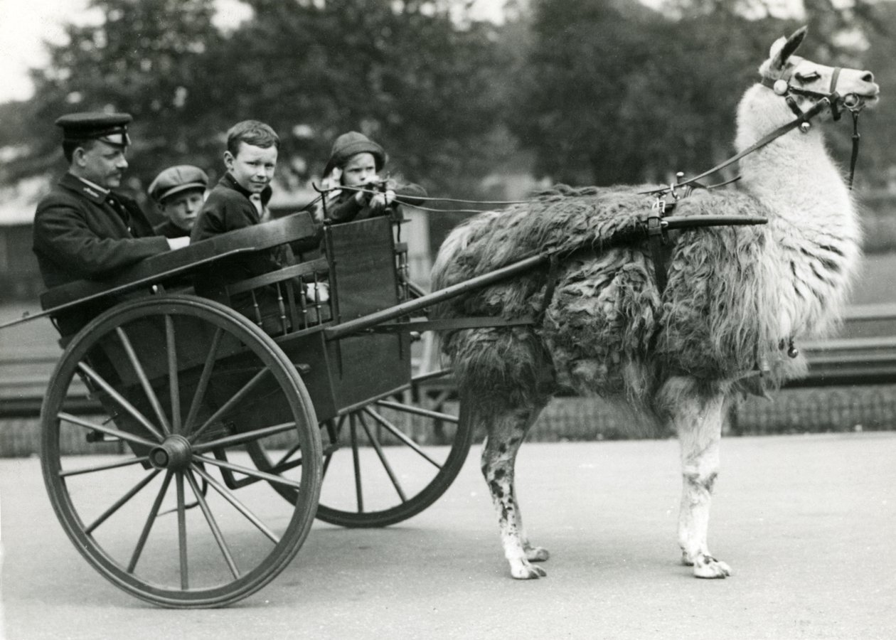 Przejażdżka wózkiem z lamą i dziećmi w londyńskim zoo, maj 1914 r. autorstwa Frederick William Bond