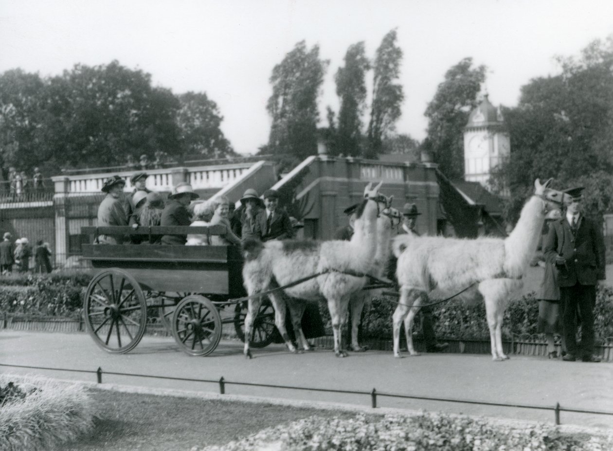Przejażdżka lamą dla zwiedzających z trzema lamami prowadzonymi przez opiekunów, londyńskie zoo, sierpień 1923 (bw photo) autorstwa Frederick William Bond