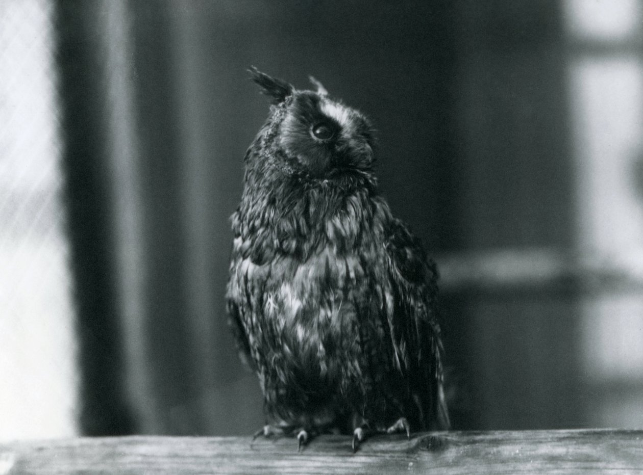 Sowa uszata w londyńskim zoo, styczeń 1922 autorstwa Frederick William Bond