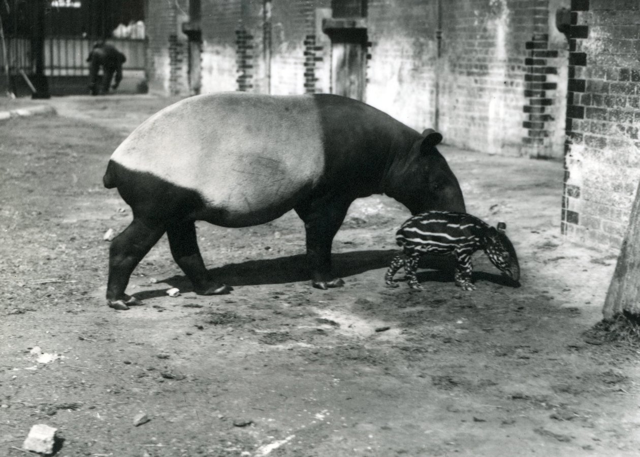 Tapir malajski z 4-dniowym dzieckiem w londyńskim zoo, lipiec 1921 r. autorstwa Frederick William Bond