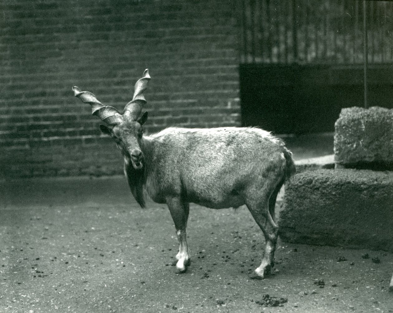 Markhor w londyńskim zoo, czerwiec 1914 autorstwa Frederick William Bond