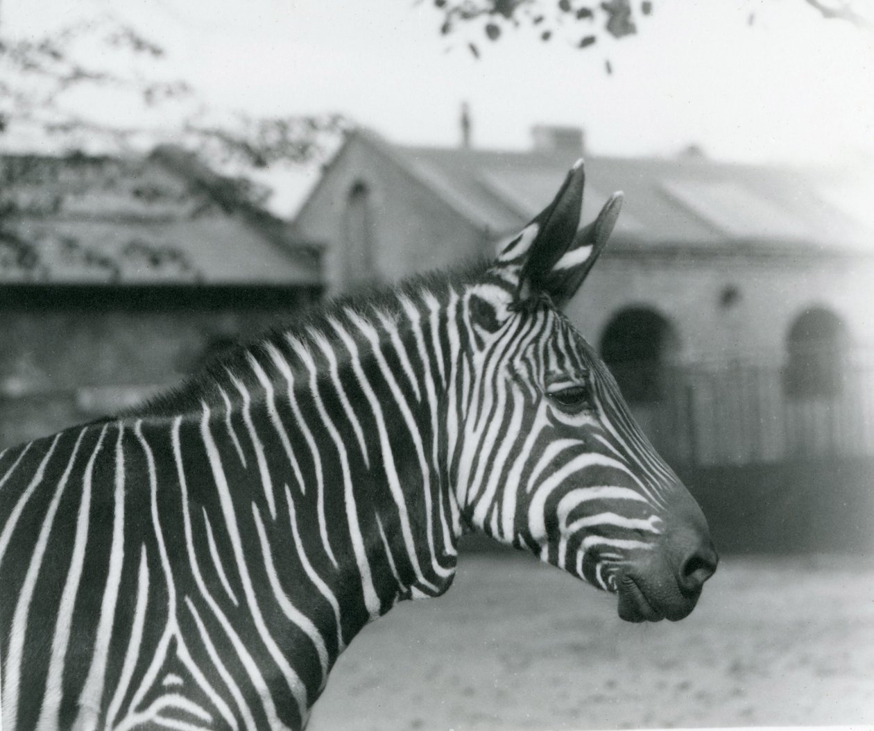 Zebra górska w londyńskim zoo, wrzesień 1921 autorstwa Frederick William Bond