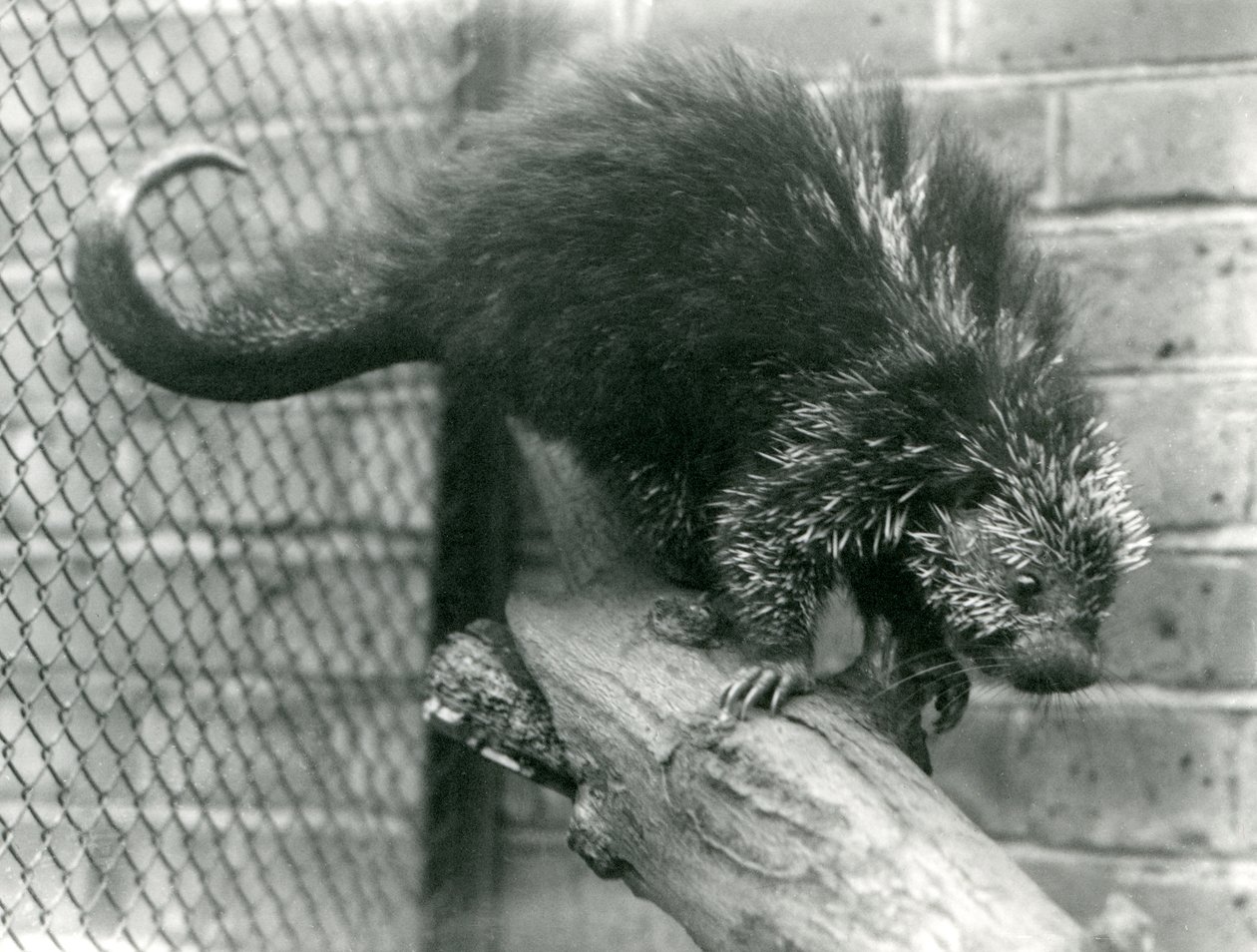 Jeżozwierz północnoamerykański na gałęzi w wybiegu w londyńskim zoo w 1923 r. (zdjęcie mc) autorstwa Frederick William Bond