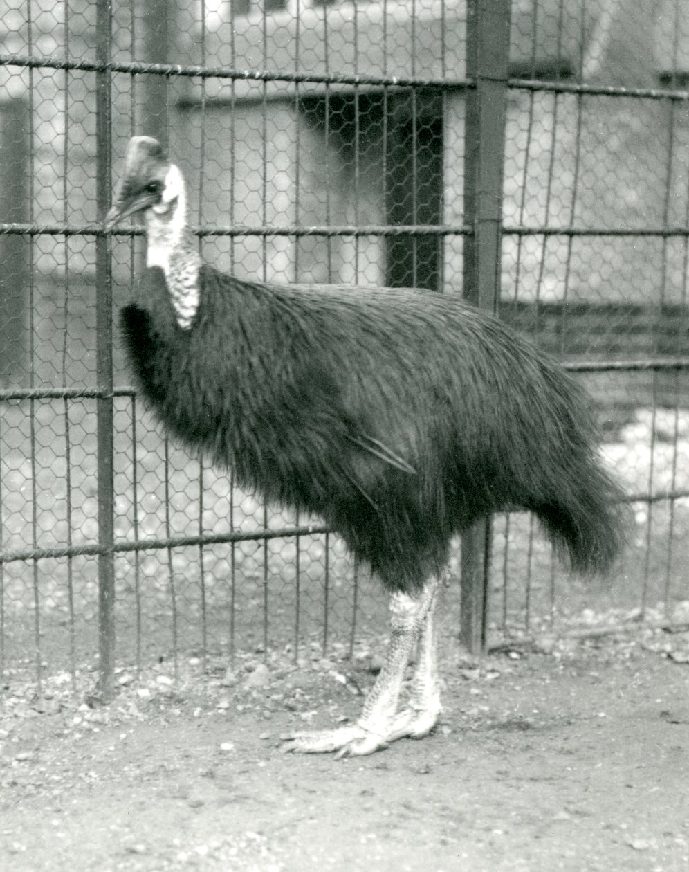 Kazuar północny w londyńskim zoo, październik 1914 autorstwa Frederick William Bond