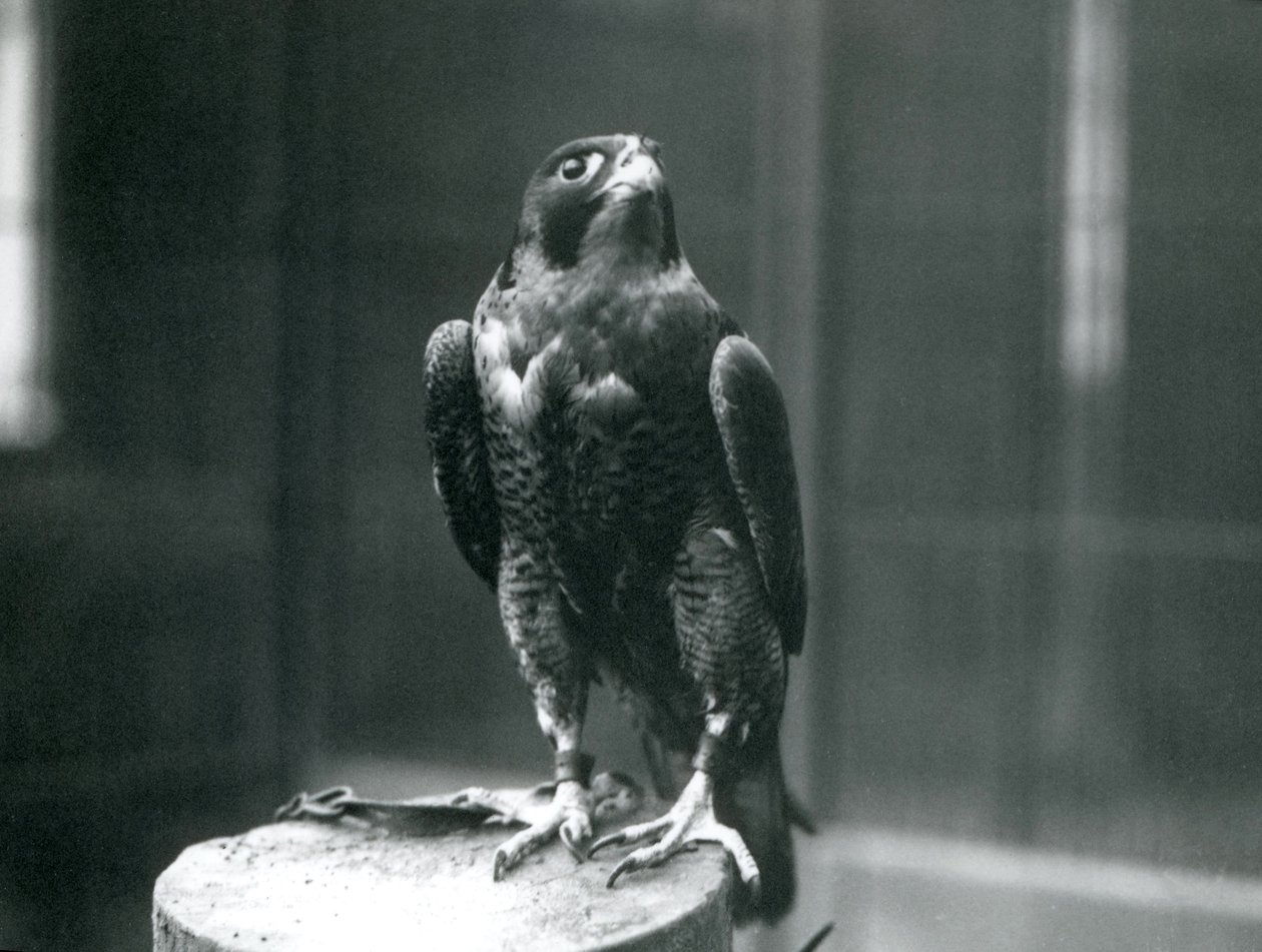Sokół wędrowny w londyńskim zoo, styczeń 1922 autorstwa Frederick William Bond