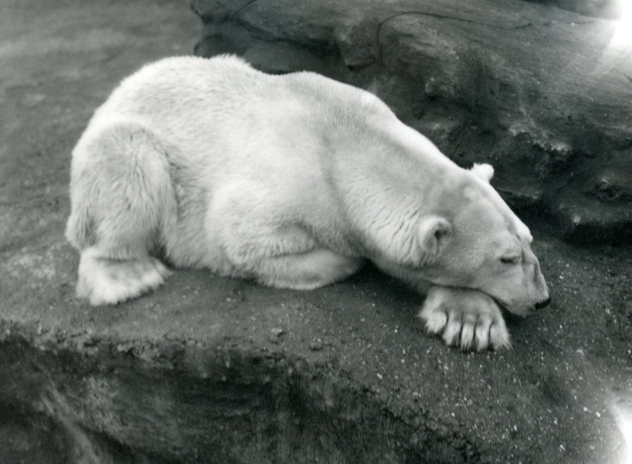 Niedźwiedź polarny odpoczywający z głową na łapie w londyńskim zoo, październik 1920 autorstwa Frederick William Bond