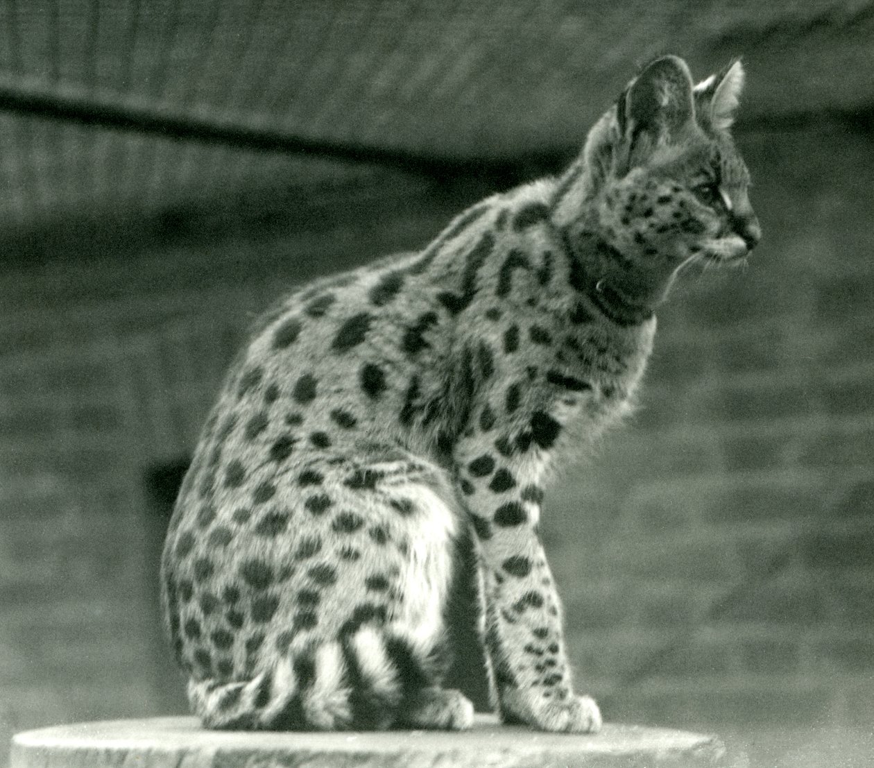 Serwal w londyńskim zoo, 1923 (fot. bw) autorstwa Frederick William Bond