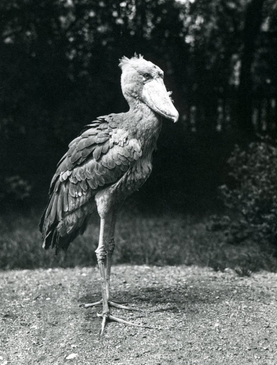 Butodziób lub bocian z wielorybem w londyńskim zoo, czerwiec 1914 r autorstwa Frederick William Bond