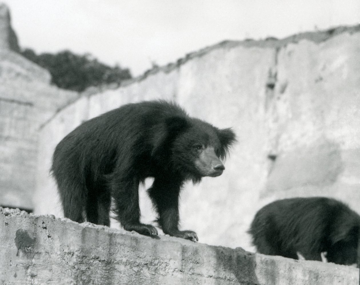 Niedźwiedź leniwiec spogląda z wybiegu przed tarasami Mappina, londyńskie zoo, wrzesień 1914 (zdjęcie vw) autorstwa Frederick William Bond