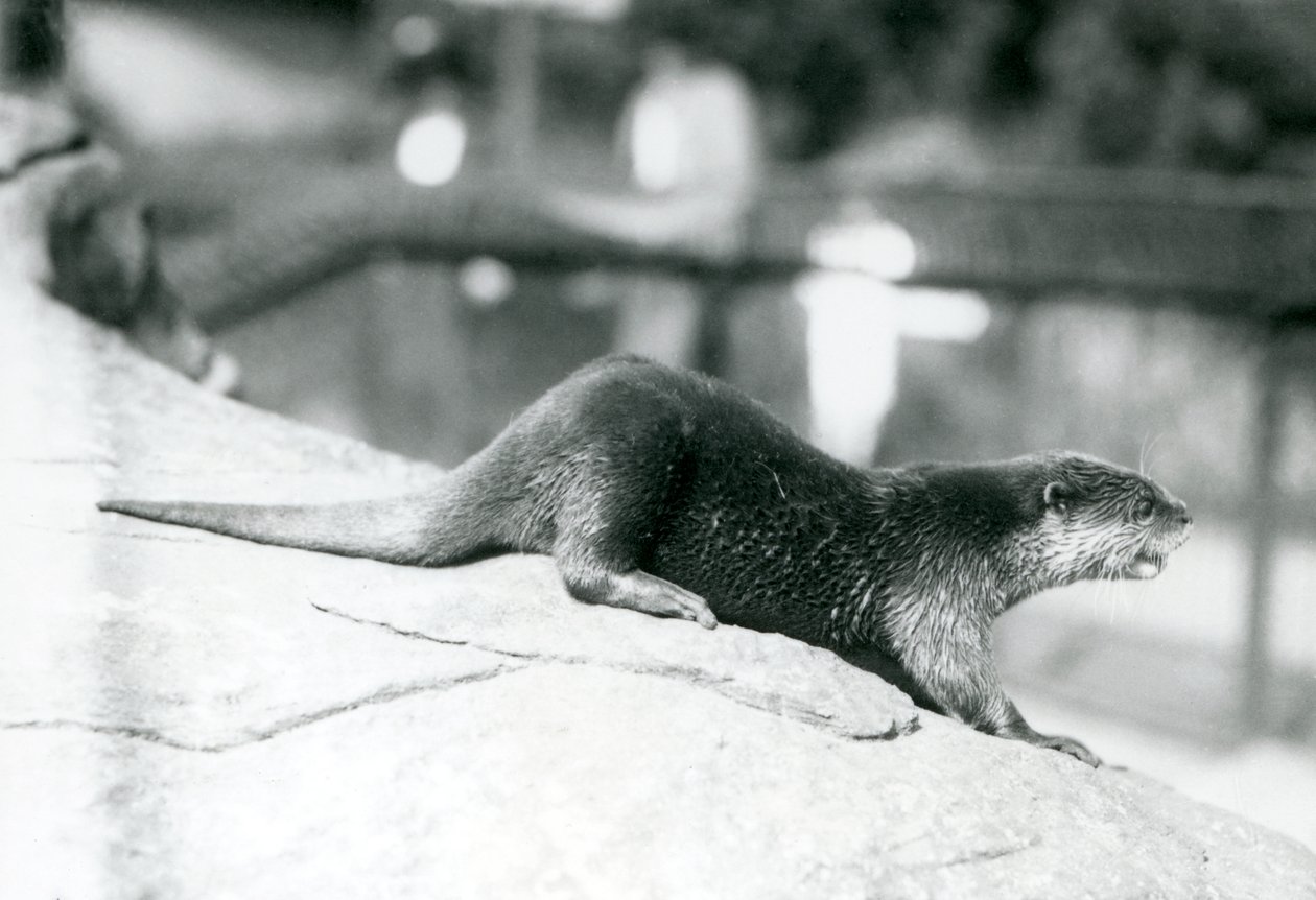Wydra pazurkowata w londyńskim zoo, sierpień 1913 r. autorstwa Frederick William Bond