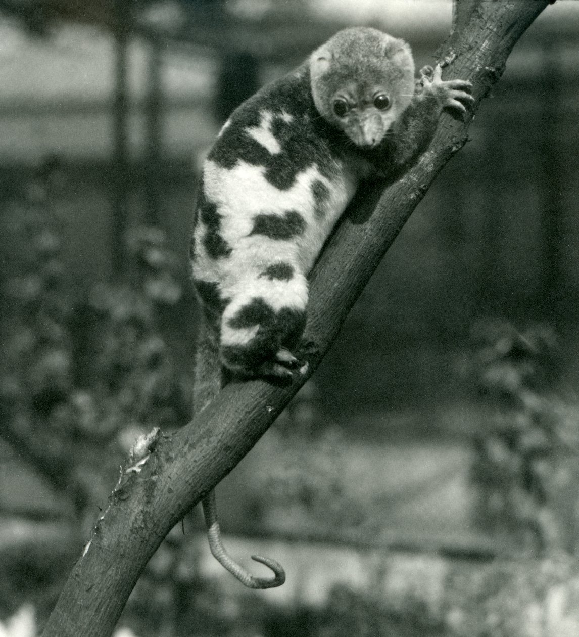 Kuskus cętkowany patrzący w dół z gałęzi w londyńskim zoo, wrzesień 1914 autorstwa Frederick William Bond