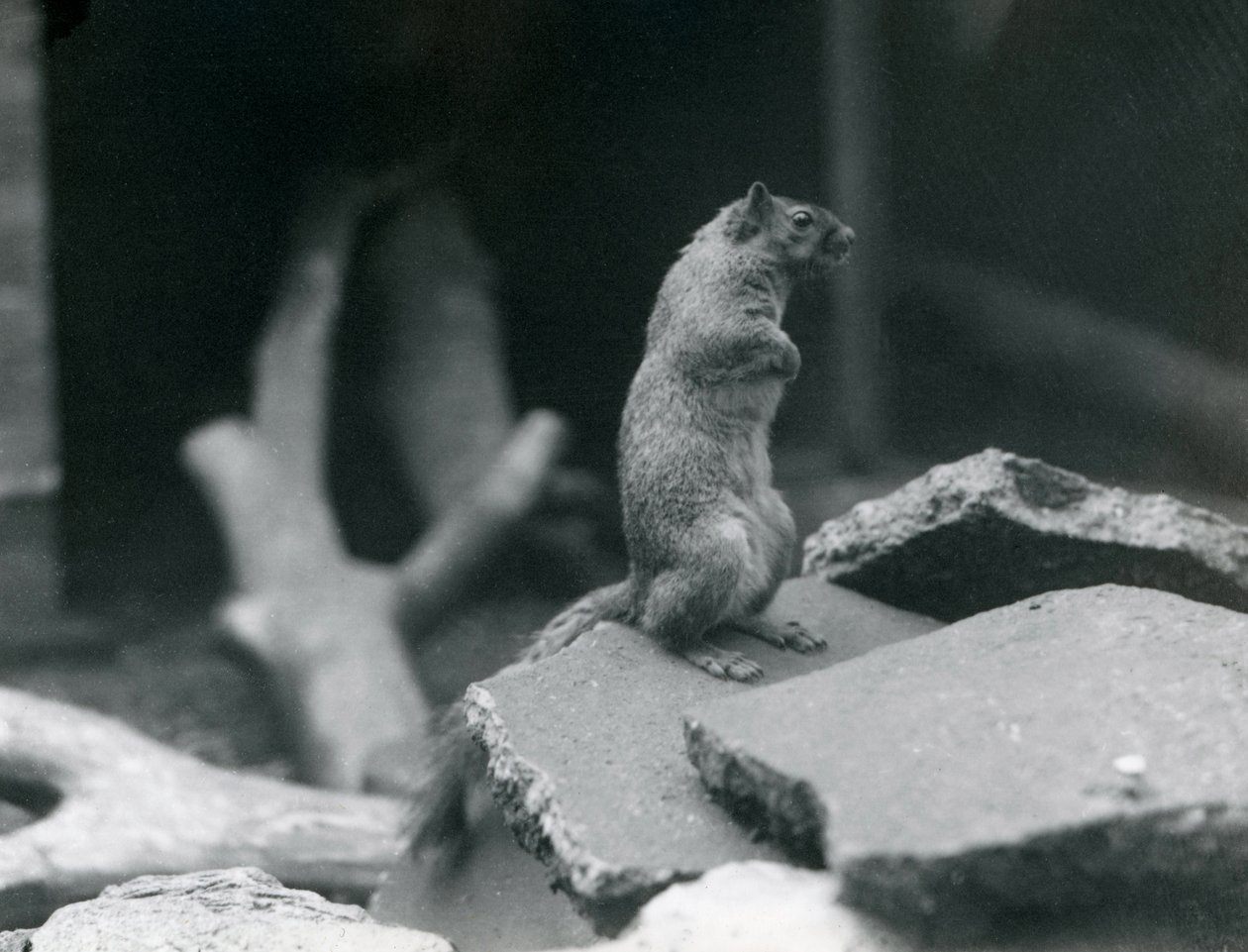 Vulpine lub Fox Squirrel siedzący na skałach w londyńskim zoo. Sierpień 1916. autorstwa Frederick William Bond