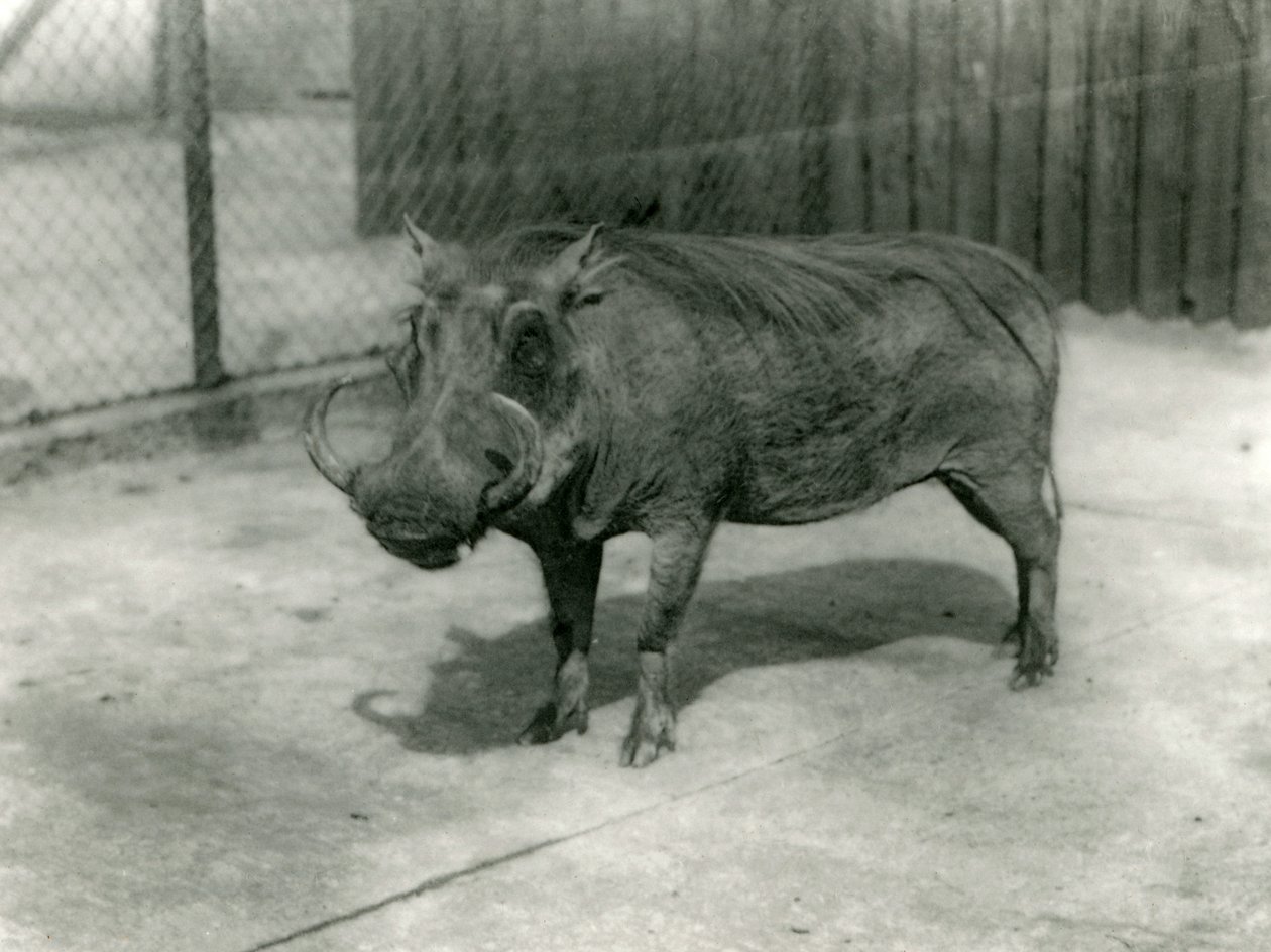 Guziec, londyńskie zoo, 1923 (fot. bw) autorstwa Frederick William Bond