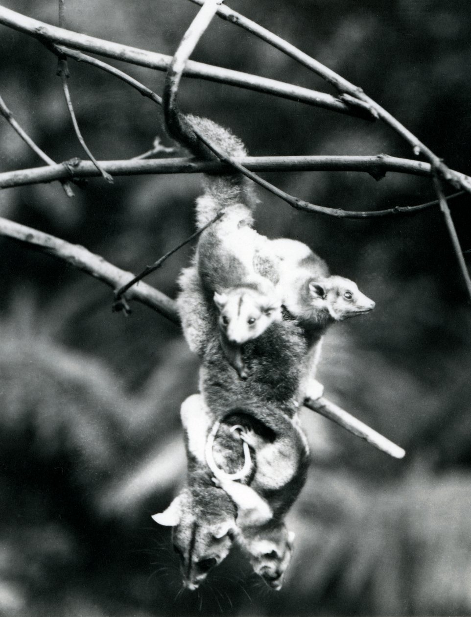 Woolly opos, z trójką młodych przytulonych do niej, wisi na gałęzi za pomocą chwytnego ogona, Londyńskie Zoo, wrzesień 1913 autorstwa Frederick William Bond