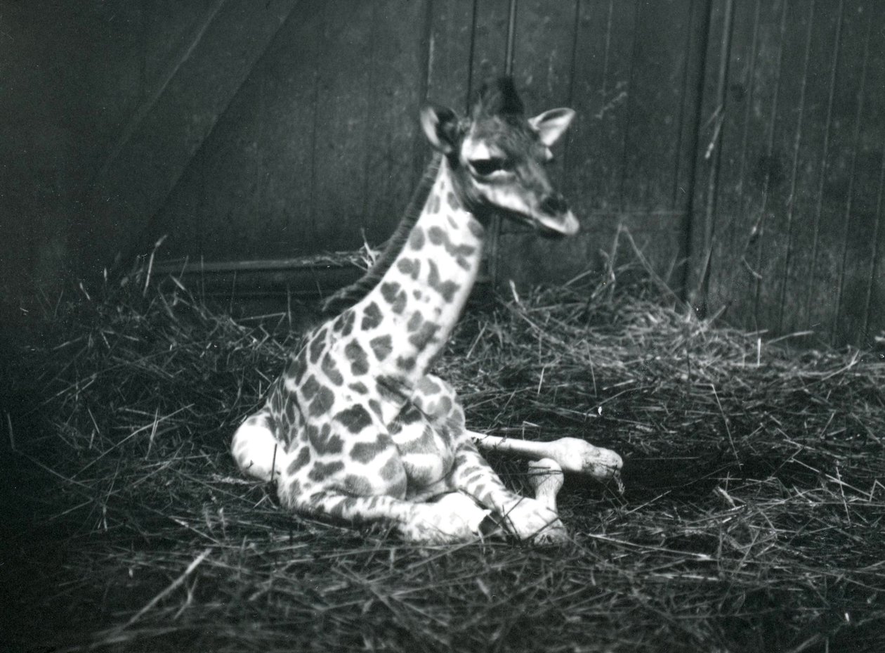 Dziecko żyrafy, około 7 godzin życia, siedzące wśród siana w londyńskim zoo, marzec 1913 r. autorstwa Frederick William Bond