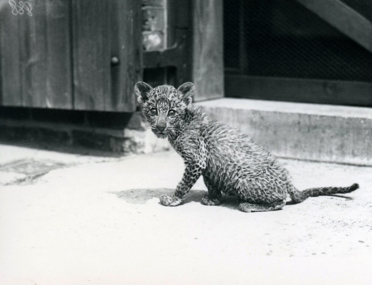 Mały lampart w londyńskim zoo, czerwiec 1915 autorstwa Frederick William Bond