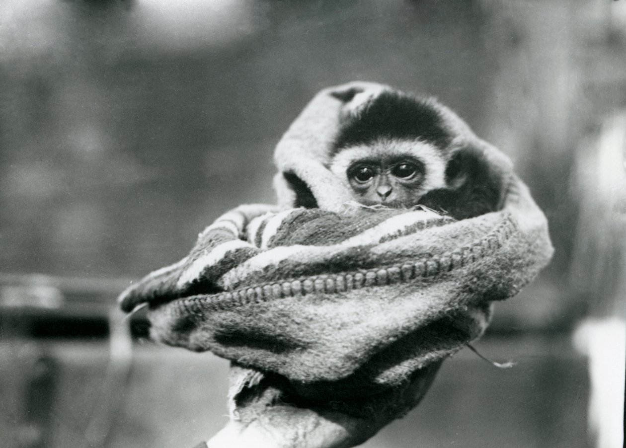 Dziecko gibona zawinięte w koc i trzymane na jednej ręce w londyńskim zoo, czerwiec 1922 r. autorstwa Frederick William Bond