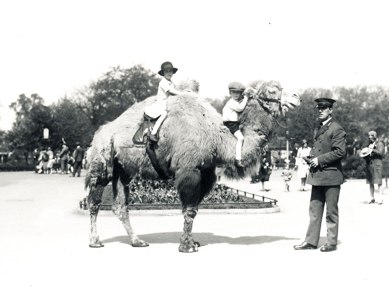 Przejażdżka na wielbłądzie w ZSL London Zoo, wrzesień 1928 autorstwa Frederick William Bond