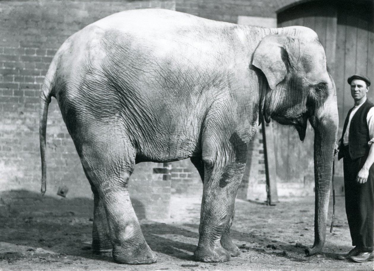 Samica słonia indyjskiego "Nellie" z opiekunem Watersonem w londyńskim zoo, kwiecień 1914 r. autorstwa Frederick William Bond
