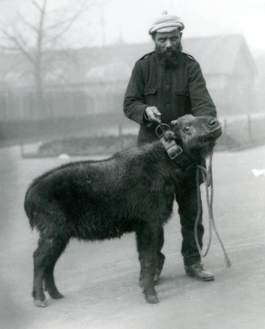Samica takin, znana również jako kozica bydlęca lub koza gnu z przewodnikiem, londyńskie zoo, kwiecień 1923 (mc. zdjęcie) autorstwa Frederick William Bond