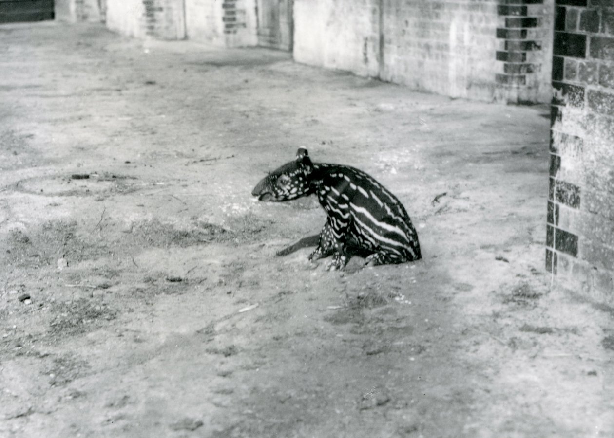 Czterodniowy tapir malajski w londyńskim zoo, lipiec 1921 r. autorstwa Frederick William Bond