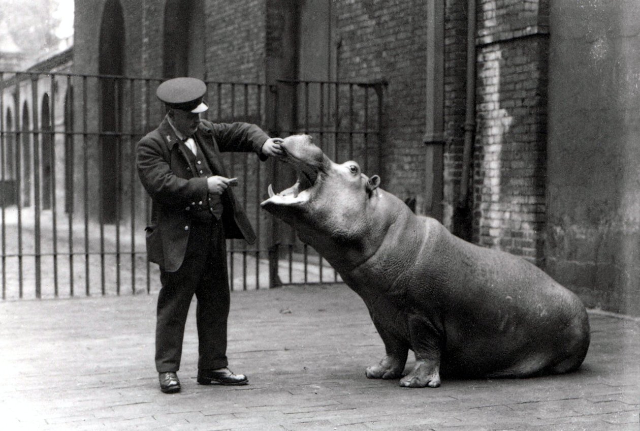 Opiekun Ernie Bowman i hipopotam Bobbie w londyńskim zoo, 1923 autorstwa Frederick William Bond