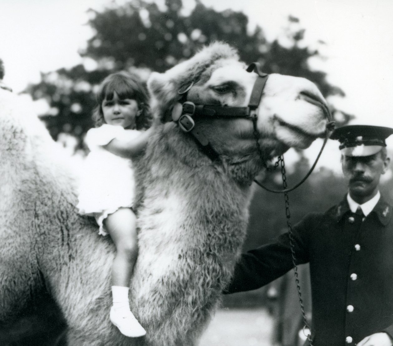 Opiekun z wielbłądem baktryjskim, który daje młodej dziewczynie przejażdżkę na swojej szyi, londyńskie zoo, wrzesień 1922 (zdjęcie bw) autorstwa Frederick William Bond