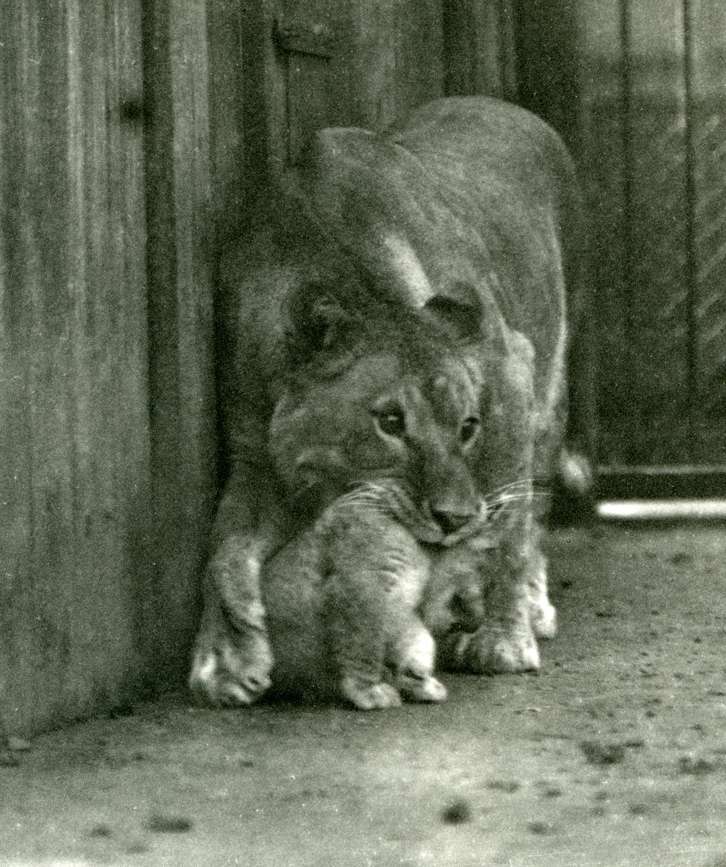 Lwica ma zamiar podnieść swoje młode, które urodziło się w menażerii, za kark, londyńskie zoo, październik 1923 (bw photo) autorstwa Frederick William Bond