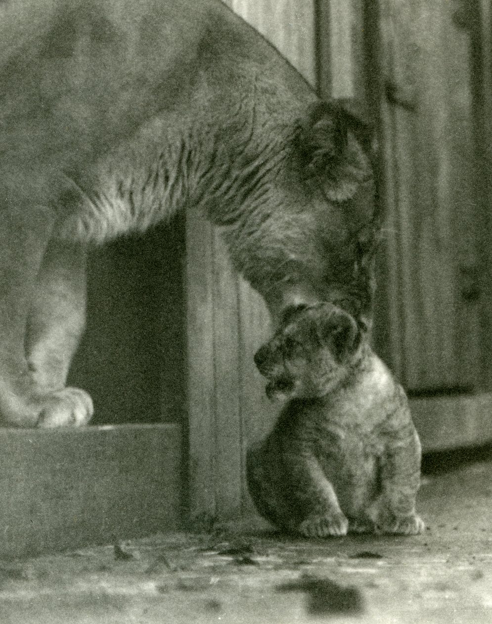 Lwica ma zamiar podnieść swoje młode, które urodziło się w menażerii, za kark, londyńskie zoo, październik 1923 (bw photo) autorstwa Frederick William Bond